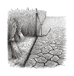 The harvest engraving from the report cover